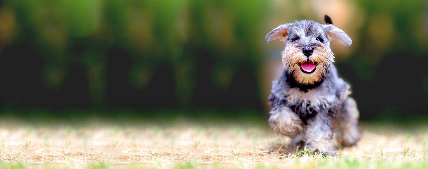 New Hampshire Dog Names Popular Male and Female Names Wag!